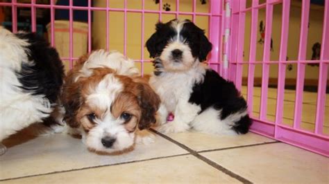 Puppies For Sale Local Breeders Snuggly Cavachon Puppies For Sale In