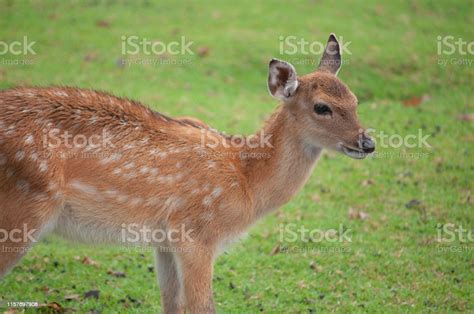 Baby Sika Deer Stock Photo Download Image Now Agricultural Field