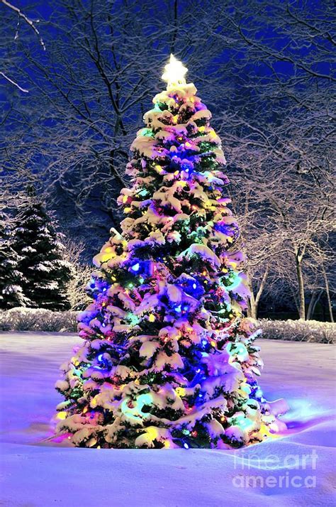 Image Detail For Christmas Tree In Snow Photograph Christmas Tree In