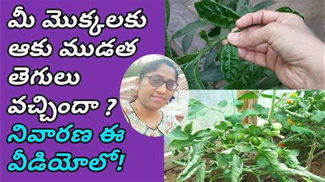 We did not find results for: how to prevent curling of leaves/ ఆకు ముడత తెగులు నివారణ ...