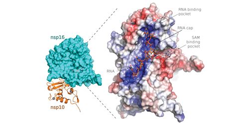 Researchers Describe Structure Of Novel Coronavirus Proteins Suitable