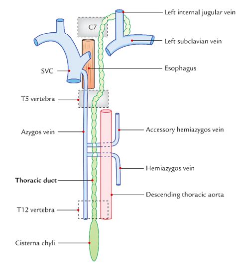 Thoracic Duct Formation Course Connection Tributaries And