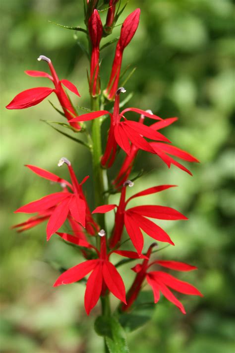 Apr 13, 2020 · these small flowers with soft and delicate petals are ideal for darker areas of your yard that aren't suitable for plants or flowers that need lots of sun. Cardinal flower, hummingbird favorite-September | Lady ...