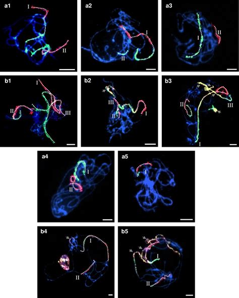 Comparative Chromosome Painting Of ‘b Distachyon Cytotypes Abr114 And