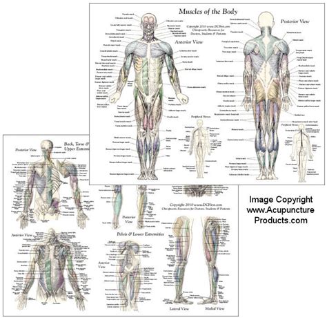 Printable Muscle Anatomy Chart Blank Muscle Diagram To Label Sketch