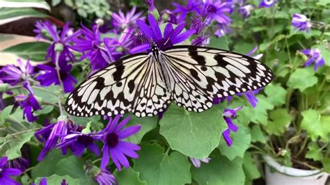 蝶の温室 | 伊丹市昆虫館 - YouTube