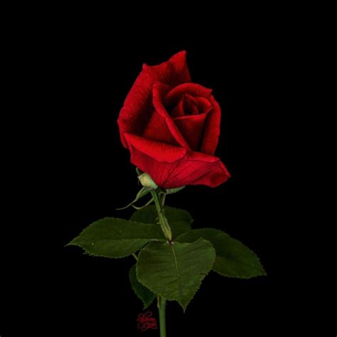 Single Red Rose Hd Images Free Download Red Rose Free Stock Photos In