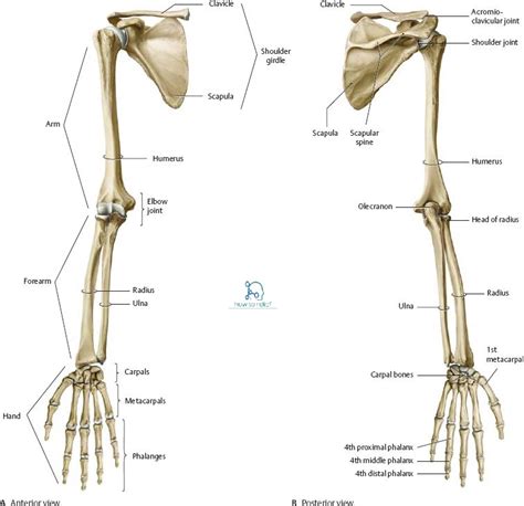 Bones Joints Of The Arm Front Anterior And Back Poste