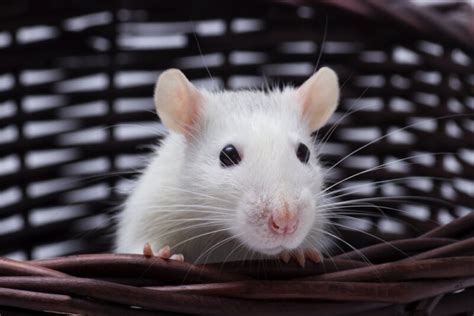 How Much Does A Pet Rat Cost Petsoid