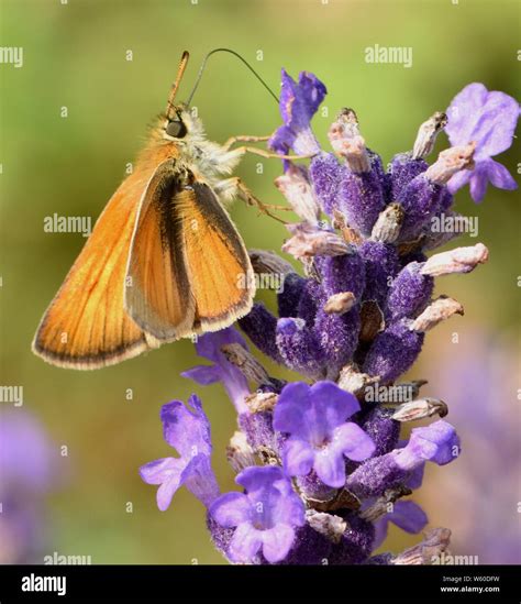 A Small Skipper Butterfly Thymelicus Sylvestris Feeding On Nectar