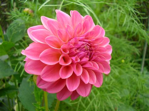 Nsa national storage affiliates trust 3.16%. Dahlia 'Barbarry Banker' | Hot pink yesterday, slightly ...