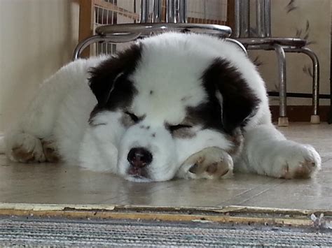 Bernard husky mix dogs show that there are indeed some cute pups in these mixed litters, but what about their health and personalities? My dog Teddy as a puppy (Siberian husky/st. Bernard) : aww