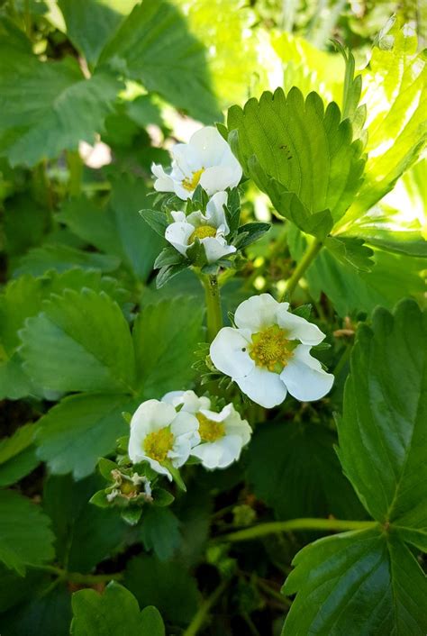 Maybe you would like to learn more about one of these? Der Garten im Mai - grüneliebe | Erdbeerblüte, Garten, Blüten