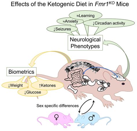 Ketogenic Diet Eases Symptoms In Fragile X Male Mice • Fraxa Research
