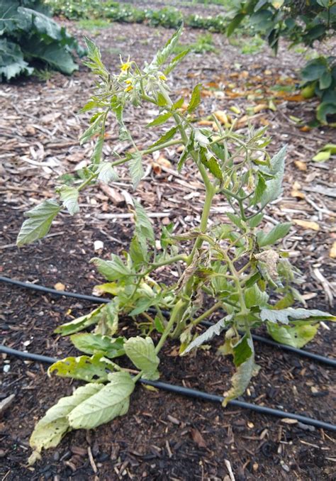 By far this is one of the most productive plants i've seen. troubled Juliet tomato plant - Greg Alder's Yard Posts: Food Gardening in Southern California