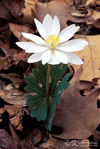 Bloodroot Sanguinaria Canadensis Flowers Photography Woodland