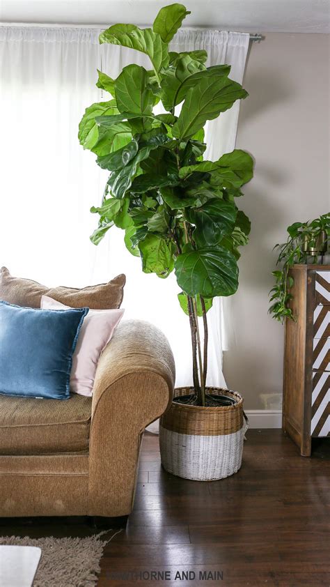 How To Care For A Fiddle Leaf Fig Tree Hawthorne And Main