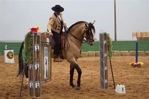 20 Best Working Equitation Obstacles Images On Pinterest Equestrian