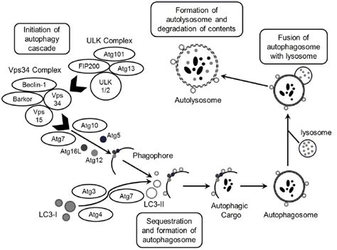 Schematic Illustration Of Autophagy The Process Of Autophagosome