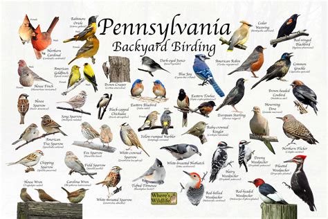 Birds Of Pennsylvania Backyard Birding Identification Picture Etsy