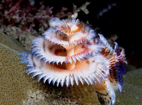 Top 10 Most Incredibly Colorful Ocean Creatures The Mysterious World