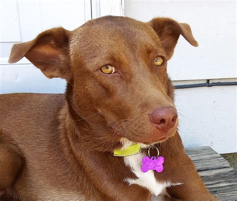 We recued two pregnant cats and have eight 3 month old kittens available for adoption. Meet Ruby - Chicagoland Dog Rescue