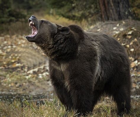 Man Rescued In Alaska After Bear Terrorized Him For Days