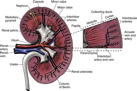 Assessment Of The Renalurinary System Nurse Key