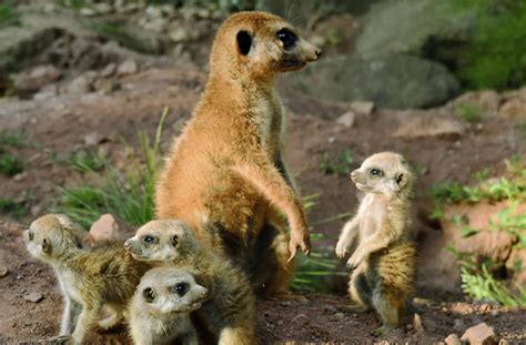 Hier findest du alle filialen von deutsche bank in erfurt. Erdmännchen / Zoopark Erfurt