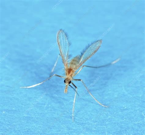 Sand Fly Stock Image C0200003 Science Photo Library