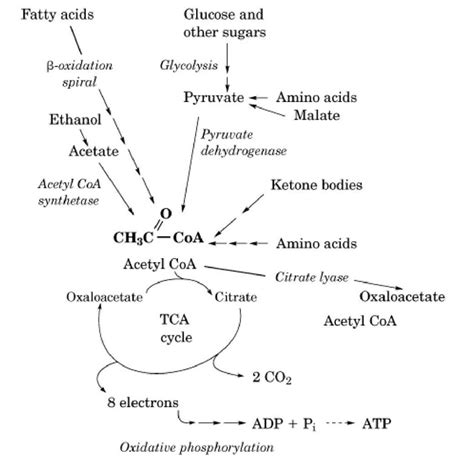 Acetyl Coenzyme A Molecular Biology