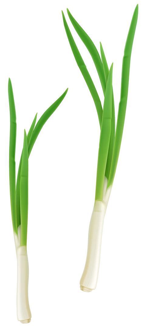Here's a step by step guide and video that shows you all you need to know about how to cut scallions.post: Green Fresh Onion PNG Clipart | Gallery Yopriceville ...