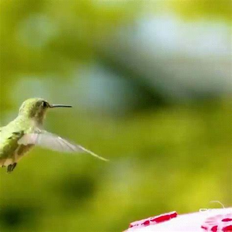 🔥 Hummingbird Dodges Wasp In Slow Motion Rnatureisfuckinglit