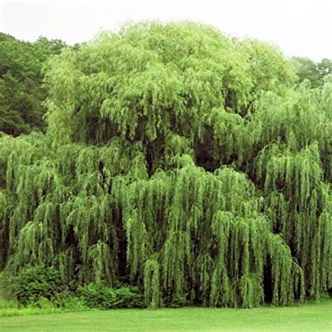 Willow Golden Weeping Bergman Nurseries