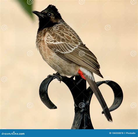 Indian Bulbul Bird Stock Photo Image Of Sunny Bill 106550878