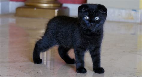 Black Cat Breeds Interesting Information From Experts