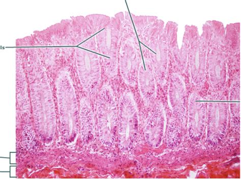 Large Intestines Histology 100x Diagram Quizlet