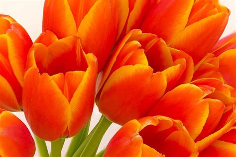 Orange Tulip Flower Images Free Download Flowers Tulips Flowers