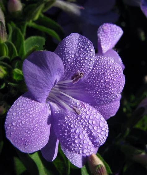 Mallorca Es Así También Flores Con RocÍo