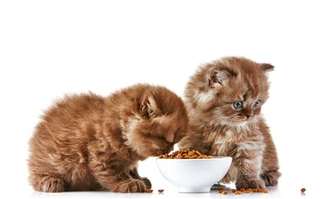 Normally he will eat anything, so it's not a problem, but he will the part of giving the pill to the cat with your hands only. PawTree Cat Food - The Super Food Your Kitten or Cat Need ...