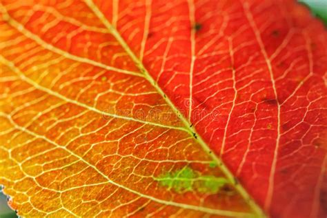 Closeup Autumn Fall Extreme Macro Texture View Of Red Orange Green Wood