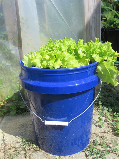 Practical 5 Gallon Bucket Garden For Your Narrow Backyard