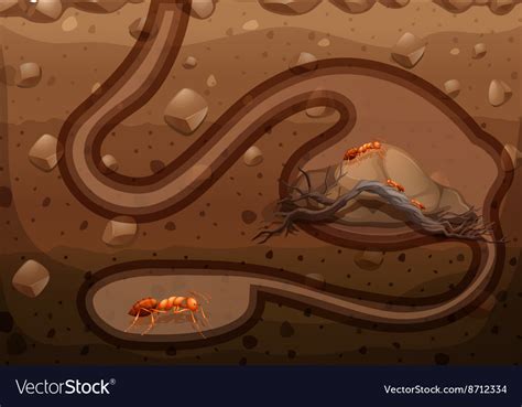 Underground Ant Tunnels