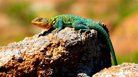 What Is The Best Pet Lizard For A Kid Petspare