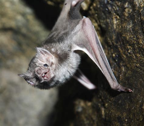 Vampire Bats Just Want To Be Friends