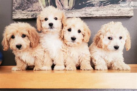 Goldendoodle Puppy For Sale Near Madison Wisconsin 5f27ff63 6781