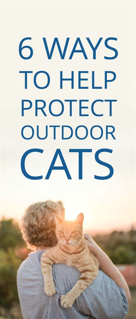 6 Tips For Helping To Keep Outdoor Cats Safe When You Live In The