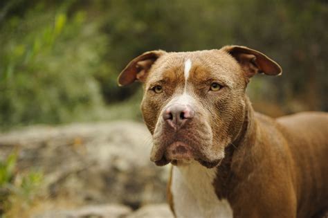 Key Traits That Define The Personality Of A Pit Bull Lab