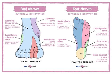 Cutaneous Foot Innervation Dorsal And Plantar Nerve Grepmed The Best Porn Website