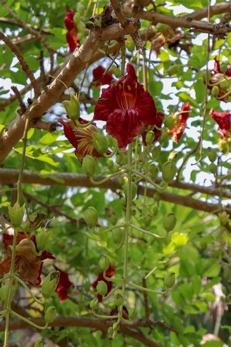 Photo Of The Bloom Of Sausage Tree Kigelia Africana Posted By Baja